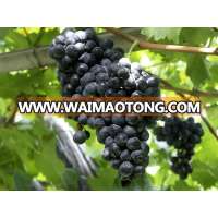 INDIAN BLACK FRESH SEEDLESS GRAPES