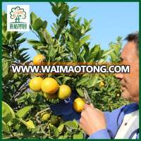 Best organic seasonal valencia orange grower wholesale