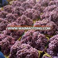 fresh red globe grapes Chinese red grapes for sale red globe grape of China