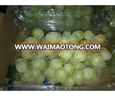 thomson grapes