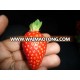 Fresh Strawberry