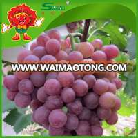 Chinese fresh organic purple grapes ,No pesticide residues