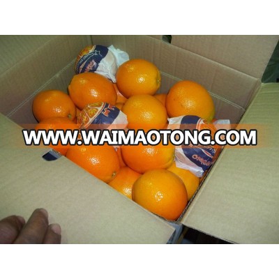 Navel Orange