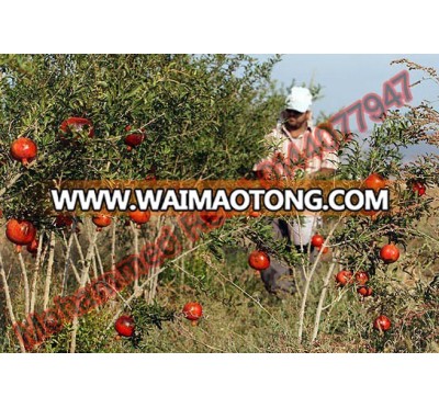 Fresh Pomegranate